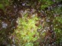 Feuille de chene brune 